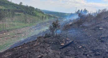 37 jednotek hasičů zasahovalo u požáru lesa